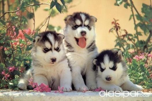 Perros - Gatos - COMPRO CACHORROS HUSKY SIBERIANO 100% PUROS!!