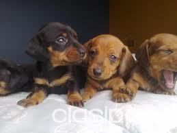 Perros - Gatos - COMPRO CAMADA COMPLETA DE PINSCHER URGENTE