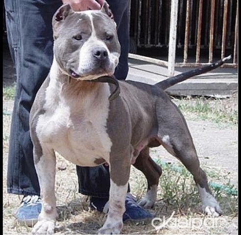 American store bully pokemon