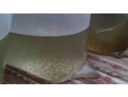 vendo alevines de pacu vendo alevines de pacu