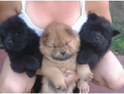 CHOW CHOW NEGROS Y MARRONES