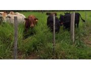 VENDO PROPIEDAD CAMPO DE 30.5 HAS EN ZONA PASO GUEMBE VENDO PROPIEDAD CAMPO DE 30.5 HAS EN ZONA PASO GUEMBE