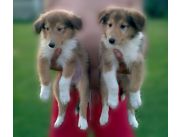 En venta cachorros collie - collies lassie