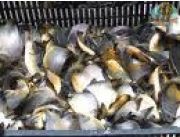 vendo alevines de pacu bagres tilapia roja gris boga carpa vendo alevines de pacu bagres tilapia roja gris boga carpa