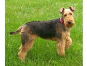 Cachorros airedale terrier