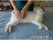 Reiki para mascotas