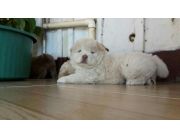 Bello cachorro de Chow Chow Blanco