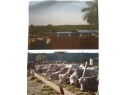 VENDO EN PIRIBEBUY 10 HAS CABAÑA PARA ENGORDE INTENSIVO Y GRANJA VENDO EN PIRIBEBUY 10 HAS CABAÑA PARA ENGORDE INTENSIVO Y GRANJA