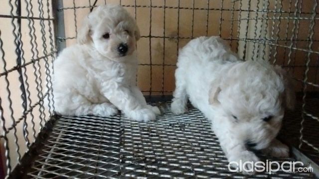 Perros - Gatos - My Pet Veterinaria Vende Hermosos Cachorritos De La Raza Caniche Toy,No Dudes En Llamar