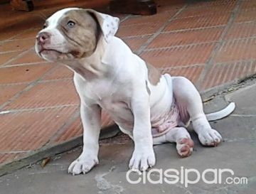 cachorros pitbull blancos y marrones