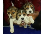 Haga sus pedidos y reservas, super puros cachorros beagle - beagles