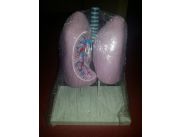 Maqueta de aparato respiratorio