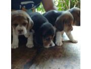 Cachorritos beagles machos