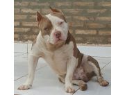 American Bully Blue American Bully Blue