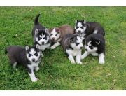 Bellos y super puros cachorros husky siberianos varios colores haga sus pedidos