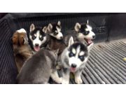 Cachorros husky siberianos en busca de sus nuevos hogares