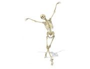 Esqueleto Articulado Humano, tamaño adulto