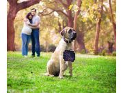 SESIÓN FOTOGRÁFICA CON MASCOTAS