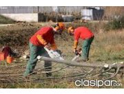 Ofrecemos servicio de poda de arboles