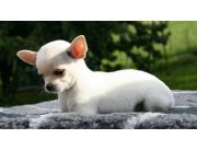 Chihuahuas pelo corto