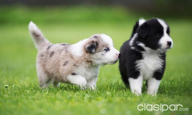 Perros - Gatos - Border collie cachorros