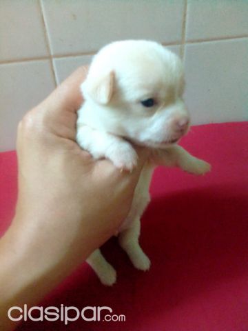 Perros - Gatos - My pet veterinaria vende hermosos cachorros Chihuahua miniatura y con responsabilidad.