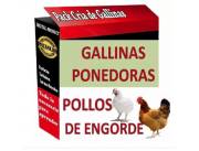 MANUAL PACK DIGITAL CRÍA DE POLLOS DE ENGORDE Y GALLINAS PONEDORAS MANUAL PACK DIGITAL CRÍA DE POLLOS DE ENGORDE Y GALLINAS PONEDORAS