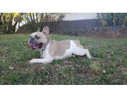 Servicio de monta bulldog francés Servicio de monta bulldog francés