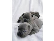 Hermosos Bulldog frances blue Hermosos Bulldog frances blue