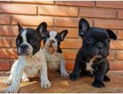 Bulldog frances hembras y macho Bulldog frances hembras y macho
