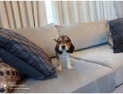 Beagle macho😍😍😍