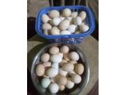 Vendo nutritivos huevos caseros a 15.000 Vendo nutritivos huevos caseros a 15.000