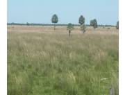 VENDO O ALQUILO Campo de 422 has, sobre asfalto VENDO O ALQUILO Campo de 422 has, sobre asfalto