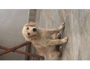 Golden Retriever hembra-4 meses, con todas sus vacunas al d铆a Golden Retriever hembra-4 meses, con todas sus vacunas al d铆a