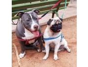 Joven perritos: American Bully Blue y Pug Carlino Joven perritos: American Bully Blue y Pug Carlino