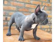 Cachorro bulldog frances blue