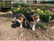 Beagles hembra y macho