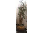 Hermosa Plantera con bambú
