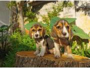 Cachorros Beagles hembras y machos