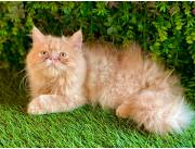Gato persa macho