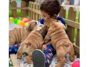 Cachorros de Bulldog Inglés bien entrenados para nuevos hogares