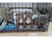 Cachorros de pitbull terrier americano de nariz azul disponibles ahora