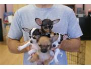Cachorros Teacup Chihuahua disponibles para nuevos hogares