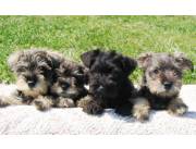Hermosos cachorros de Schnauzer miniatura listos