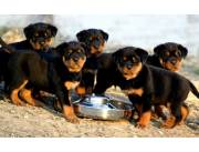 Excelentes cachorros de Rottweiler disponibles