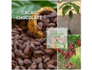 Planta de Cacao Chocolate