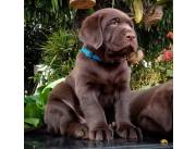 Labrador hembra y macho chocolate