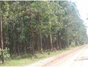 Campo Ganadero/Forestal en Coronel Bogado - 1330 Ha