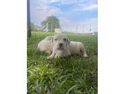 Dogo argentino cachorro macho y hembra de padres registrados importados