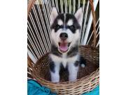 Hermosos y cariñosos cachorros de la raza husky siberian disponibles.